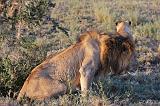 TANZANIA - Serengeti National Park - Leoni Lions - 57